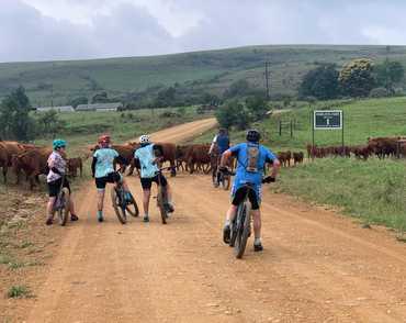 Cows on the Road