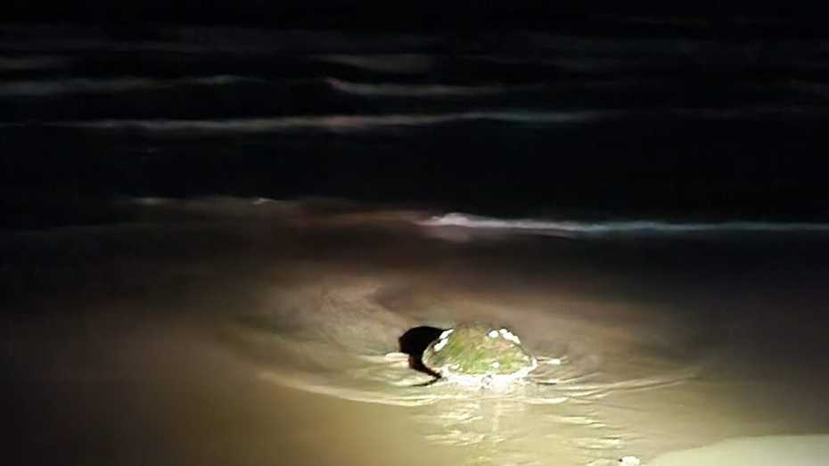 Turtle Returning to Sea