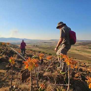 Ossewa Kop Aloes