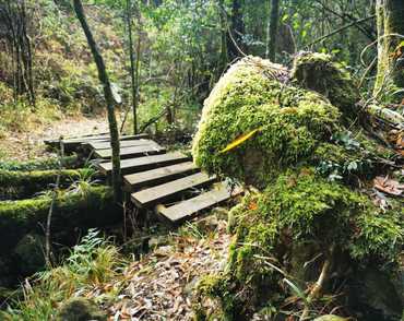 Green Forest Trail in the Karkloof